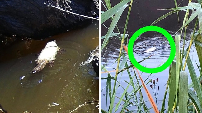 Unique white Platypus found in Aussie creek prompts conservation concerns. Picture: Louise Streeting