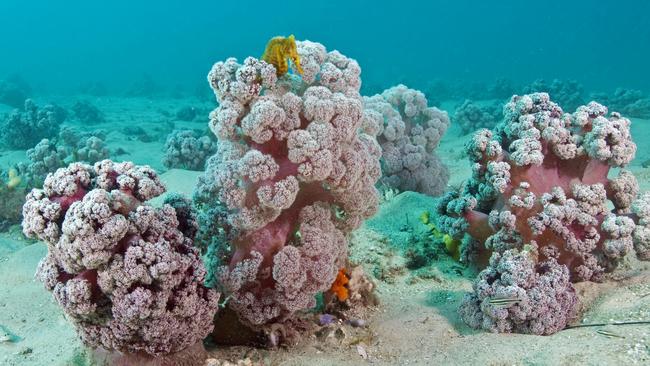 A seahorse hiding in a cluster of Cauliflower Coral. Photo: Dr David Harasti.