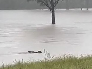 ‘Roaring torrent’: Heartbreak as pregnant cows, calves swept away by floods