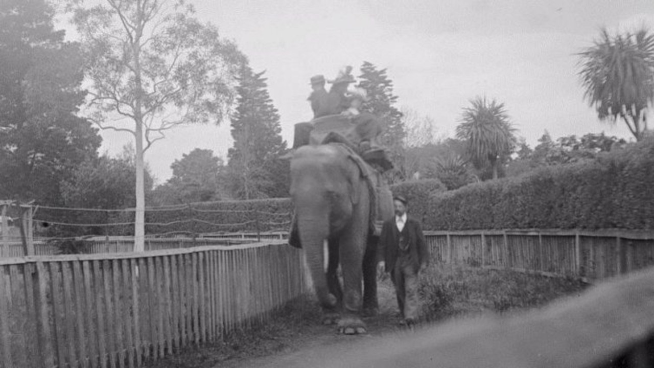 Historic pic of an elephant at Geelong's Kardinia Park zoo in the early 20th century. Photo courtesy of the Bob Gartland collection