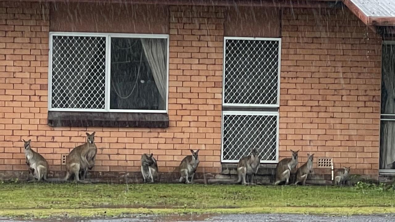 A mob of wallabies seek shelter from heavy rain on Poolwood Rd at Kewarra Beach after Cyclone Jasper crossed the Queensland coast. Picture: Supplied