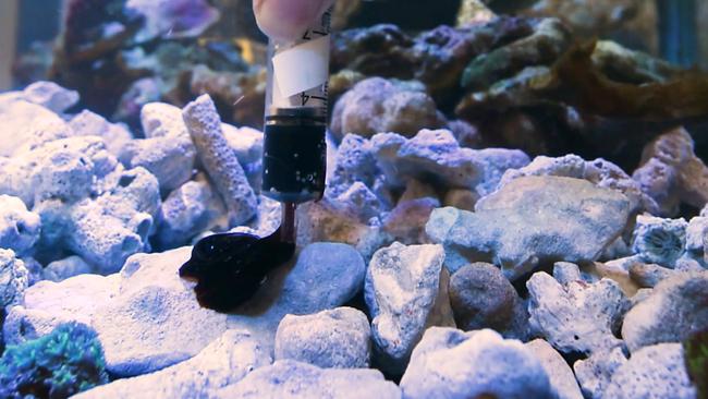 Queensland University of Technology scientists developed a special underwater adhesive to stick damaged reefs back together.