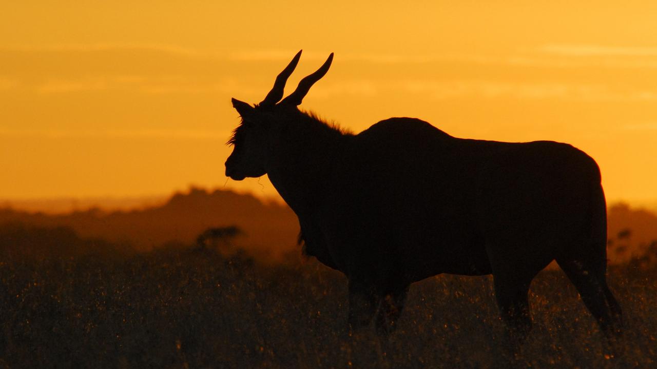 An eland in silhouette. Dawn picture: Geoff Brooks, Monarto Safari Park