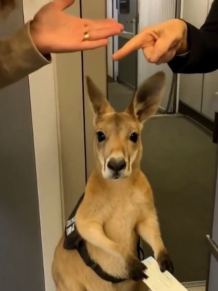 Viewers were devastated for the 'sad' AI kangaroo. Picture: Instagram/infiniteunreality
