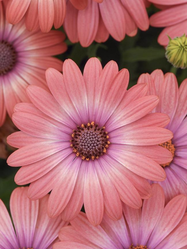 Coral Daisy