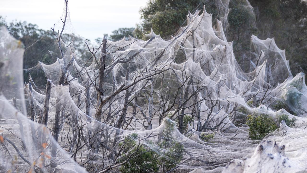 They look like waves': spider webs blanket Gippsland after Victorian floods, Australia weather