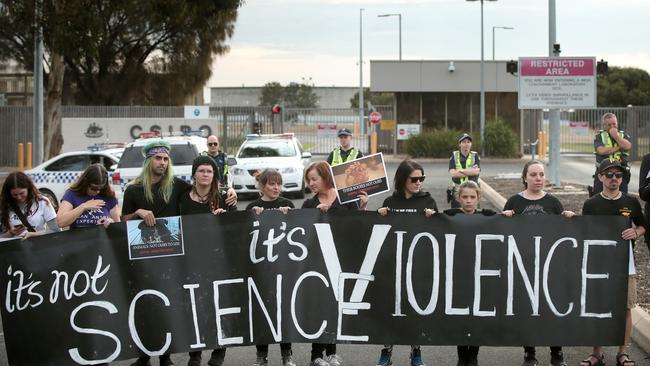 Animal rights protesters block the entrance to the CSIRO in Geelong. Picture: Alison Wynd