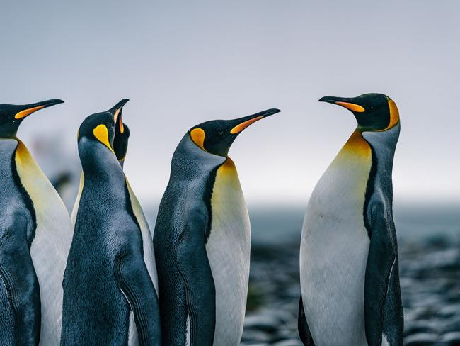 Germany’s Arne Jansen captured the majesty of these emperor penguins. Picture: Arne Jansen /Sony World Photography Awards