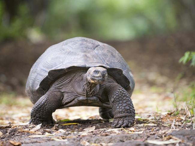 Galapagos giant tortoise on Santa Cruz Island in the Galapagos.