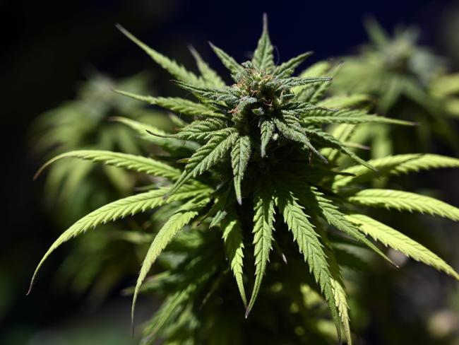 THC and CBD are two parts of the cannabis sativa plant used for pain management. Picture: Juan Mabromata/AFP