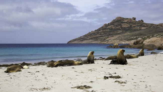 Kangaroo Island has a reputation for a clean, green sanctuary. Picture: Simon Ager