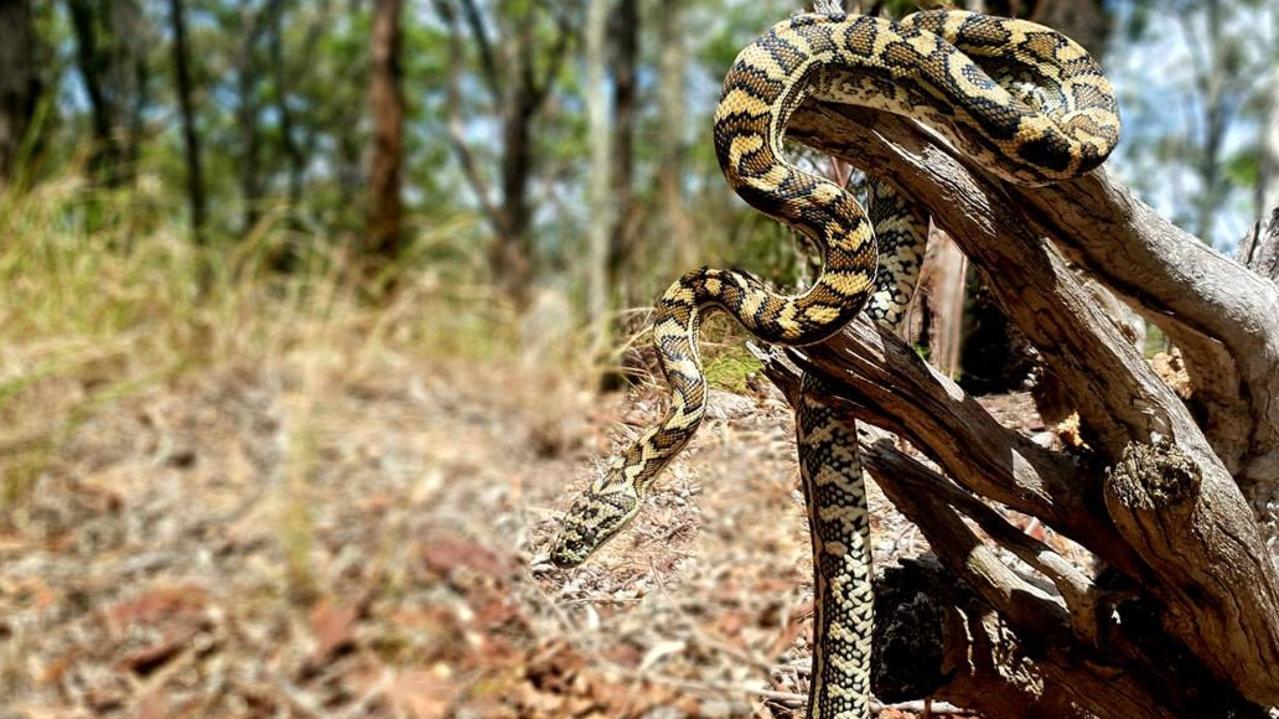 Carpet python from Ormeau. Gold Coast and Brisbane Snake Catcher Tony Harrison's best photos. Photo: Gold Coast and Brisbane Snake Catcher