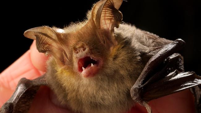 A Micro Bat. Picture: Rob Leeson.