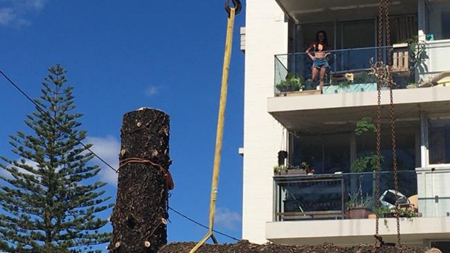 The second oldest Norfolk Island Pine tree at Burleigh Heads has been removed.