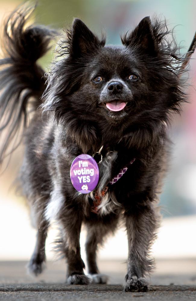 ‘Yes’ dog Oreo shows her support for the Voice in Sydney. Picture: Julian Andrews