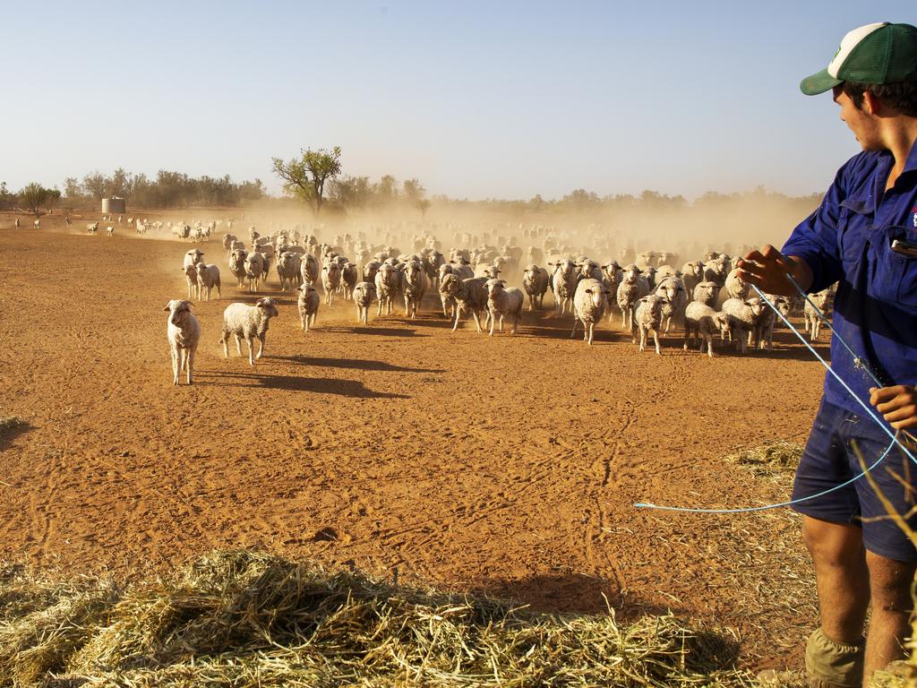 Nicholas Lelievre, 15 prepares to feed the family sheep on January 16, 2019 in Louth, Australia. Stuart Lelievre, wife Gabbie and their boys, feed all of their sheep due to dire drought conditions. The feeding is time consuming and a financial burden and they are dealing with issues of physical and emotional exhaustion as a result. Apart from the ongoing drought, Gabbie is outraged that her boys don't have access to clean water for showers. She likens it to a third world country. Local communities in the Darling River area are facing drought and clean water shortages as debate grows over the alleged mismanagement of the Murray-Darling Basin. Recent mass kills of hundreds of thousands of fish in the Darling river have raised serious questions about the way WaterNSW is managing the lakes system, and calls for a royal commission. (Photo by Jenny Evans/Getty Images)