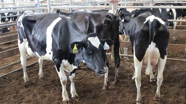 Shepparton dairy sale: Oakdales shine in ‘buoyant’ sale | The Weekly Times