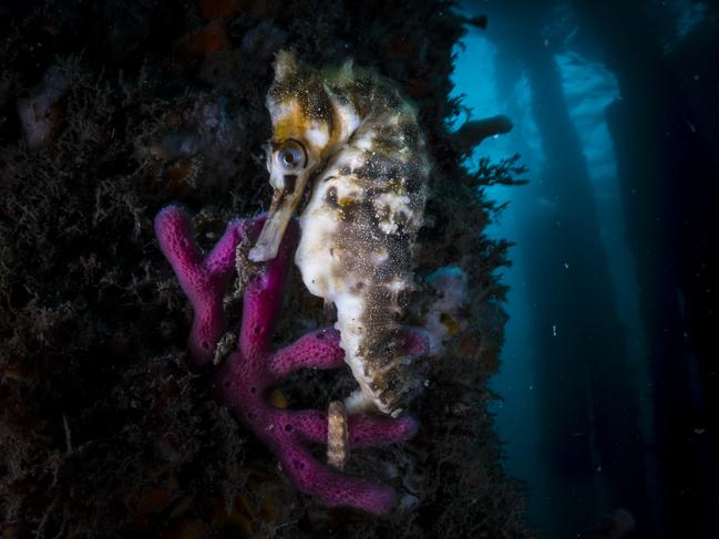 EMBARGO FOR TWAM, 05 OCTOBER 2024. FEE MAY APPLY. A Whites Seahorse under the boat jetty at Clifton Gardens in Mosman, Sydney. This dive spot is often dirty and filled with discarded fishing gear and other man-made trash. However, amongst the debris you can find all kinds of beautiful gems such as this. Itâs what keeps me coming back. Photo: Matty Smith