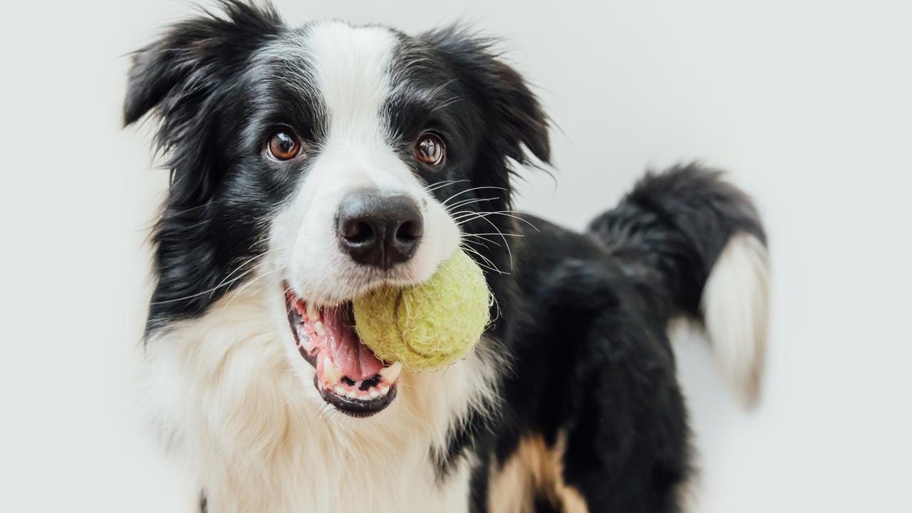 Genius dogs' can learn names of more than 100 toys, study finds, Animal  behaviour