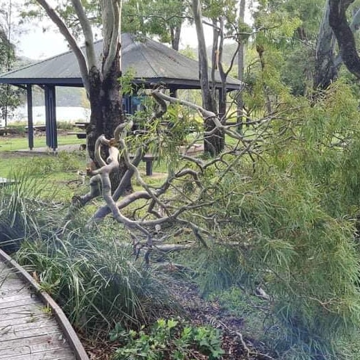 Parks, roads, and pathways have been cut off as trees were uprooted. Picture: Discovery Coast News