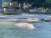 Humpback whale found dead on Bribie Island