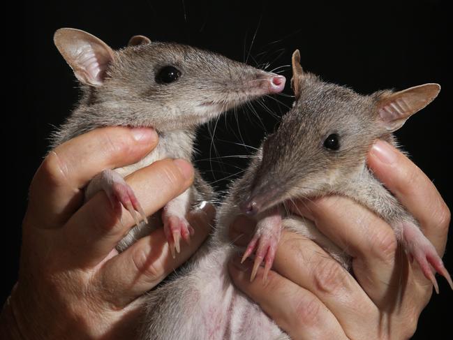 There were concerns about the impact a rezoning would have on long-nosed bandicoots living and feeding on the Mona St property. Picture: Toby Zerna