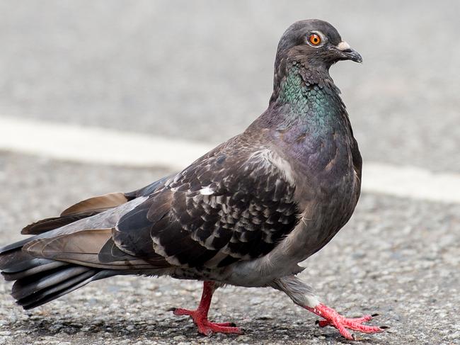 Possible redevelopment at the intersection of Flinders and Elizabeth Streets. A pigeon.