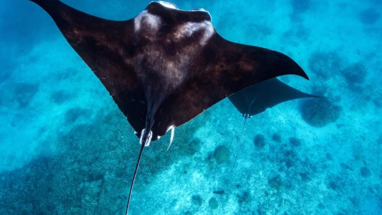 It Will Whip You Warning After Influx Of Stingrays Daily Telegraph