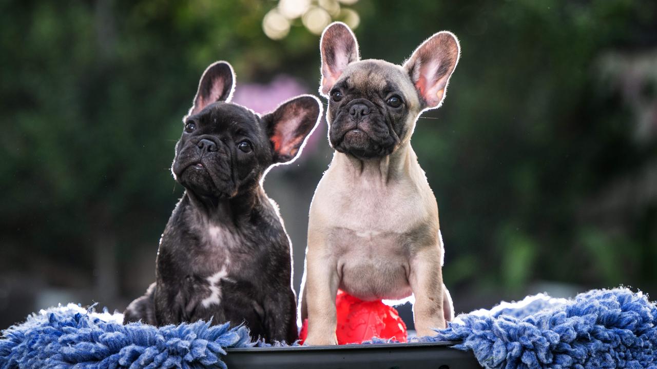 Farm best sale french bulldog