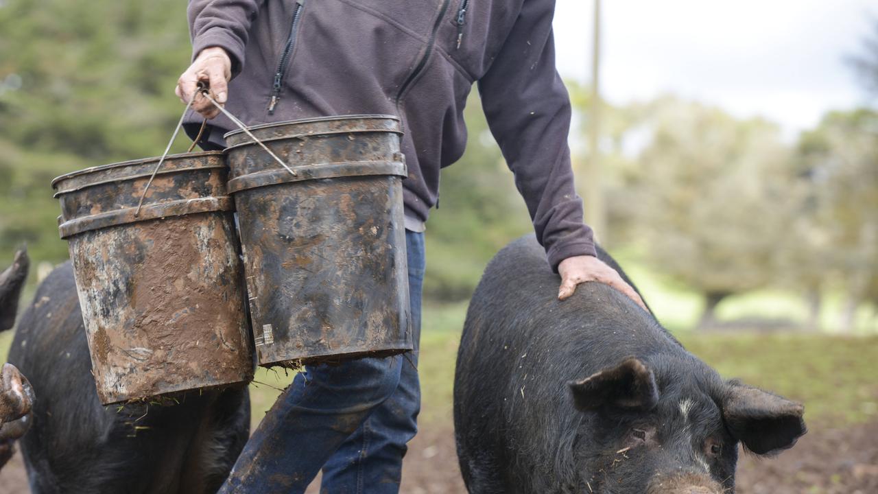 Swill feeding pigs poses huge FMD risk | The Weekly Times