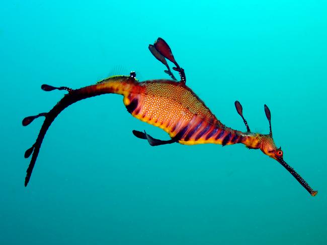 A weedy seadragon from at Manly's Cabbage Tree Bay Aquatic Reserve.