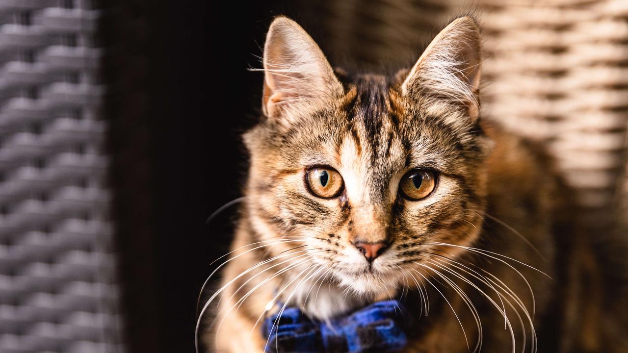 Rohan Goss’ cat, Autumn. Picture: Linda Higginson