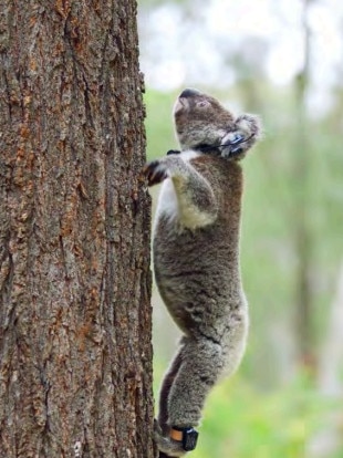 A tagged koala. Koalas will be monitored in the corridor for the Coomera Connector.