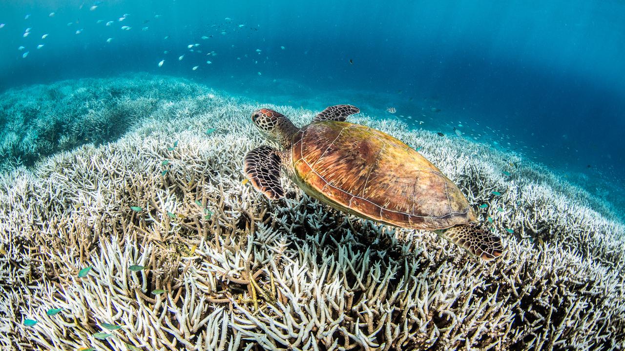 The University of Queensland located on Heron Island has a research station, which offers tours showcasing the important work being done to preserve the reef. Picture: Undertowmedia.