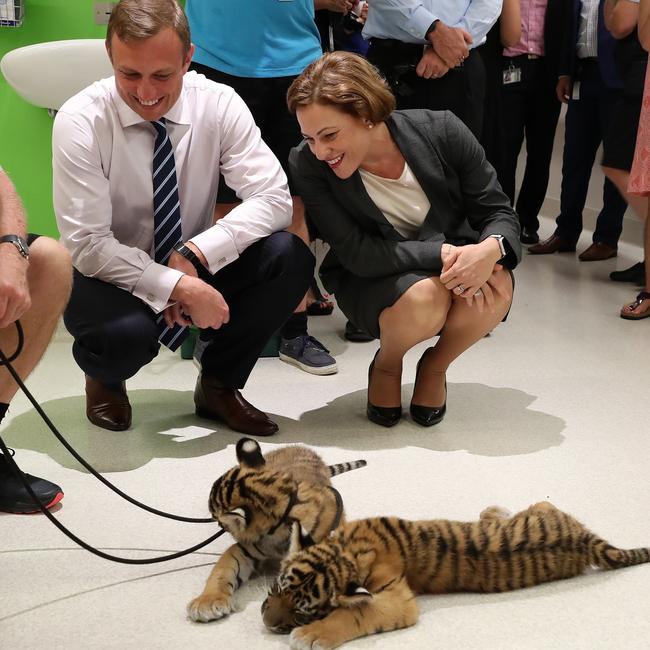 Then deputy premier Jackie Trad and health minister Steven Miles join Dreamworld in bringing their newest tiger cubs to meet the kids at the Children's Hospital in 2018. Photographer: Liam Kidston.