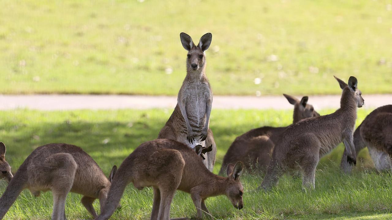 The incident was Australia’s first fatal kangaroo attack in more than 85 years. Picture: Adam Head