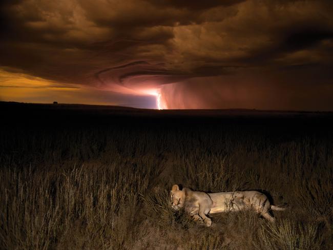 A sleeping lion with lightning storm approaching. Picture: Hannes Lochner/ Remembering Lions