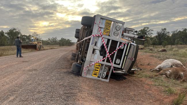 The most recent road train rollover in late June on the Bowen Developmental Road resulted in a farmer losing 30 head of cattle. Picture: John Ashton.