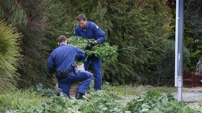 Almost 200 cannabis plants were found on an Oakleigh property. Picture: David Caird