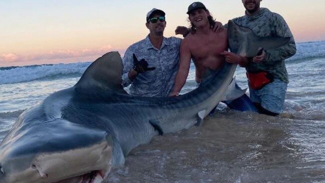 A 3m, 400kg tiger shark caught off K'gari.