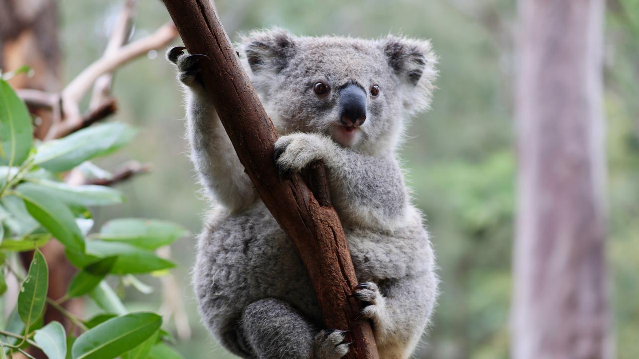 Ancient koalas were larger than their modern day marsupial cousins. Picture: supplied