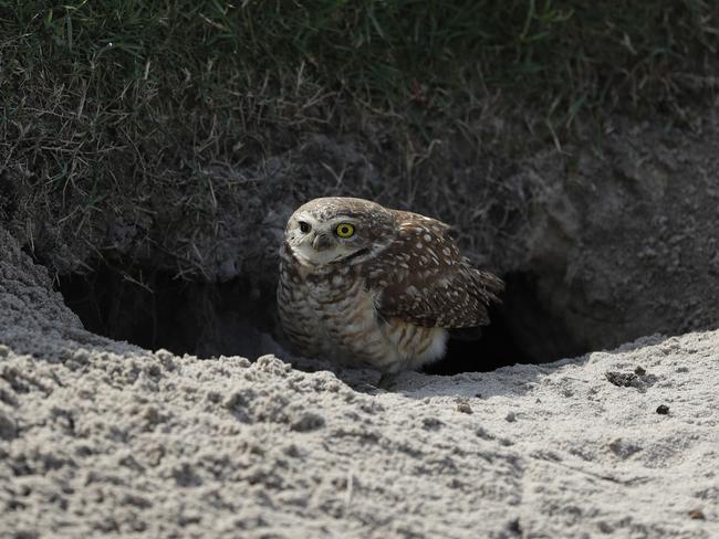 A corujas, a burrowing owl, looks out from its burrow in a bunker.