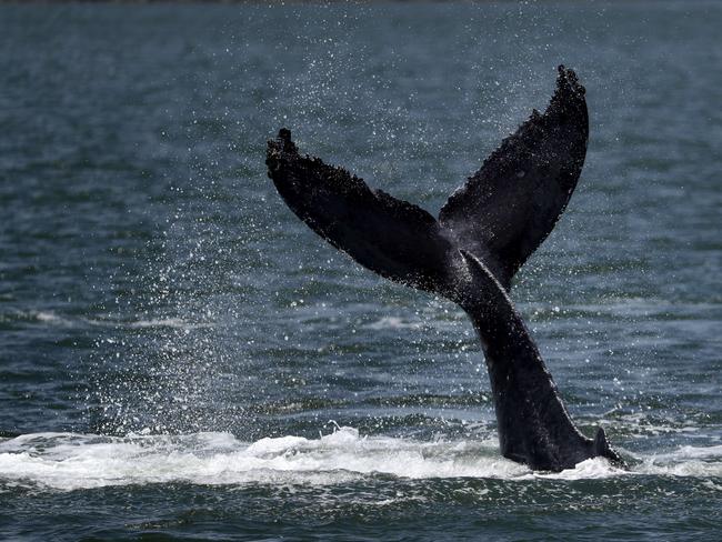 ALAMEDA, CALIFORNIA - JUNE 05: The fluke of a humpback whale is seen as the whale swims in a lagoon on June 05, 2019 in Alameda, California. Scientists are concerned about a humpback whale that has been swimming in a lagoon off of the San Francisco Bay for over a week. According to the Marine Mammal Center, the whale appears to be unhealthy and is likely malnourished.   Justin Sullivan/Getty Images/AFP == FOR NEWSPAPERS, INTERNET, TELCOS & TELEVISION USE ONLY ==