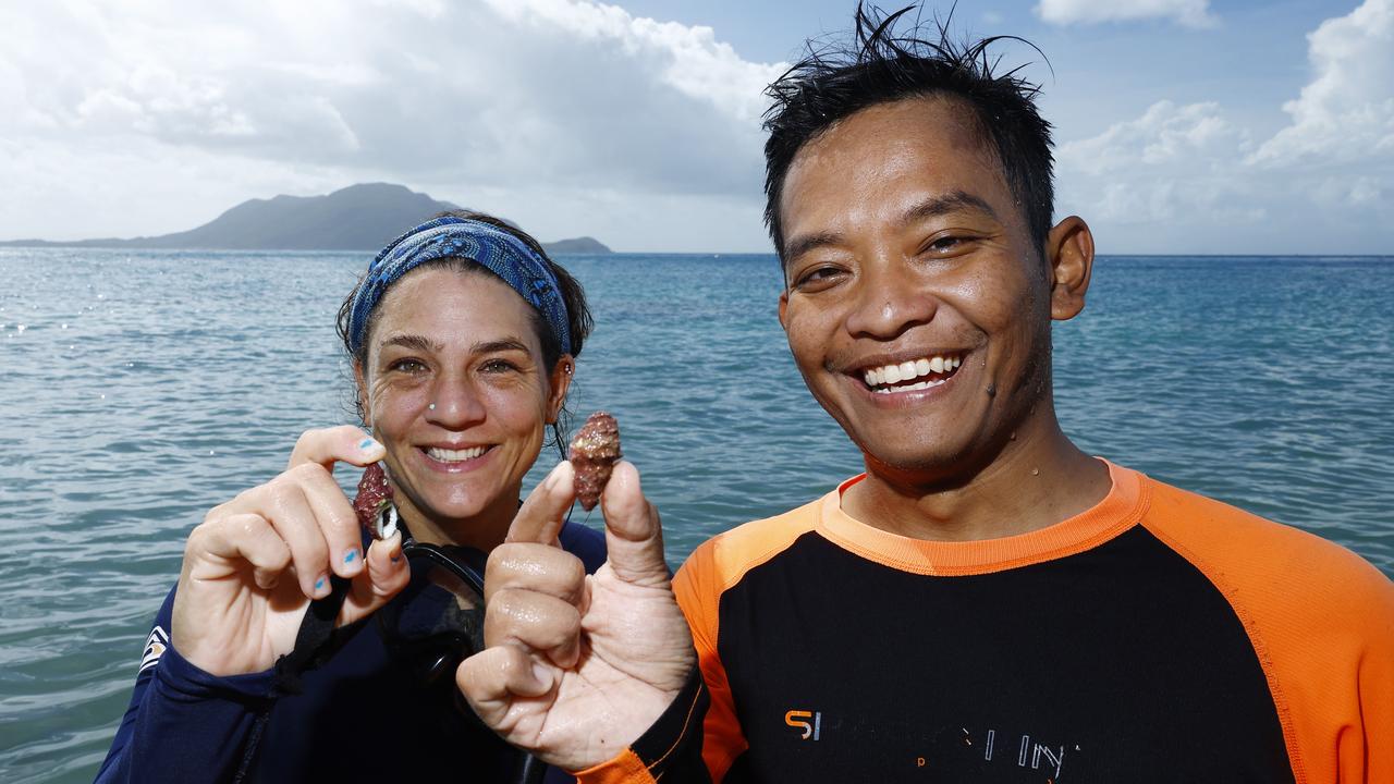 Fitzroy Island has created a new visitor experience which allows tourists to help at the island's Turtle Rehabilitation Centre, followed by a guided snorkel tour that surveys and collects data on the coral and creatures on the reef. Fitzroy Island marine biologist and Master Reef Guide Azri Saparwan remove the coral eating Drupella Snail from the fringing reefs around the island. Picture: Brendan Radke