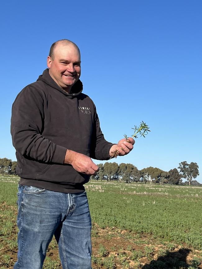 Justin Everitt of Aintree Park at Brocklesby in southern NSW in a crop of Coyote lupins. Justin is also the NSW Farmers grains committee chairman. Picture: Nikki Reynolds