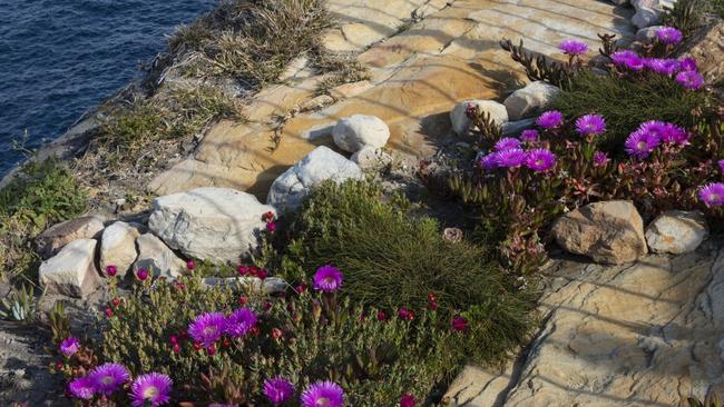 The sloping rock garden is planted with coast-hardy natives. Picture: Dan Harmon.