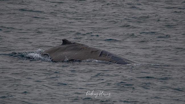 A humpback whale spotted on May 25 at Warrnambool breakwater. Picture: Rodney Harris Photography