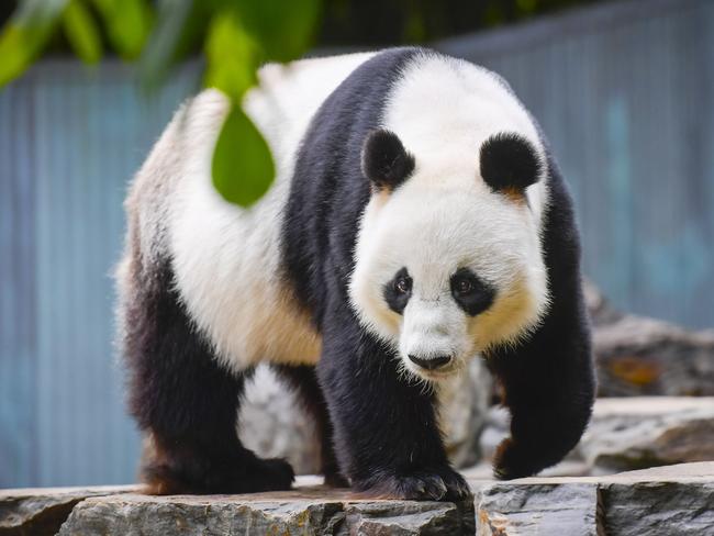 November 14 2024Adelaide Zoo. Wang Wang and Fu Ni final farewell at Adelaide zoo. Wang Wang pictured.Picture: RoyVPhotography