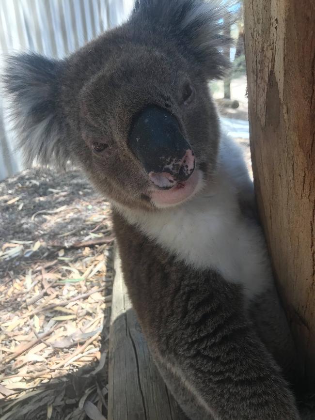 A koala with heat stress at Waite Campus. This one was given water, and improved without needing to go to the vet. Picture: Merridy Montarello