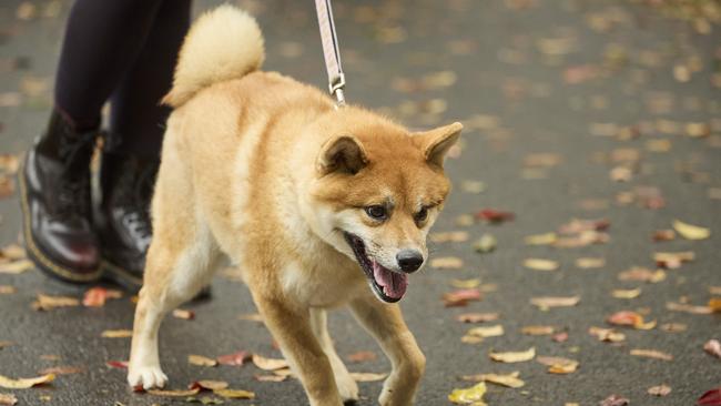 Million Paws Walk in the Adelaide Botanic Gardens, Sunday, May 28, 2023. Picture: Matt Loxton